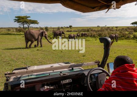 Una guida safari Masai che guarda una mandria di elefanti e vitelli africani, Loxodonta africana. Masai Mara National Reserve, Kenya. Foto Stock