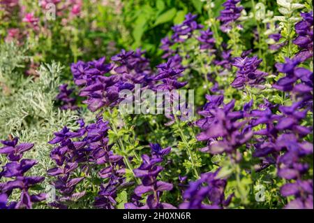 Primo piano di fiori porpora di salvia horminum in estate Inghilterra Regno Unito GB Gran Bretagna Foto Stock