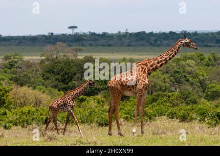 Una giovane giraffa Masai, Giraffa camelopardalis, seguendone la madre. Masai Mara National Reserve, Kenya. Foto Stock