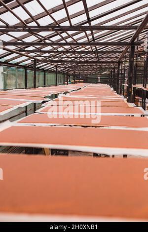 Marshmallow georgiano o tklapi dolcezza e condimento di ciliegia naturale prugna o prugna - foglie di tklapi dalla purea di frutta essiccata al sole - Georg Foto Stock