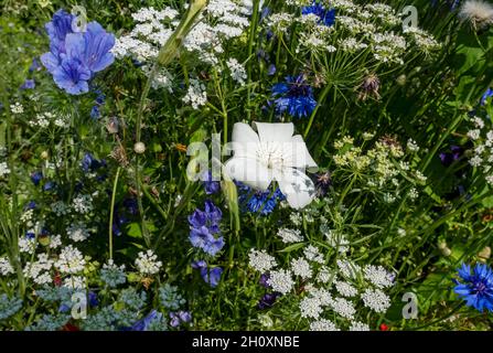 Primo piano di fiori selvatici bianchi e blu in un giardino di confine in estate Inghilterra Regno Unito GB Gran Bretagna Foto Stock