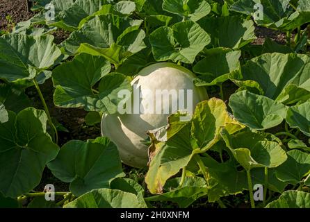 Grande zucca bianca ‘Polar Bear’ Cucurbita maxima varietà che cresce su un giardino assegnazione in estate Inghilterra Regno Unito GB Gran Bretagna Foto Stock