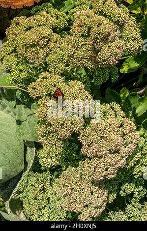 Primo piano di sedum stronecrop fiori in un giardino di confine in estate Inghilterra Regno Unito GB Gran Bretagna Foto Stock