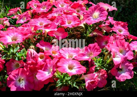 Grande gruppo di vividi fiori rosa Petunia axillaris e foglie verdi in un vaso giardino in una giornata estiva soleggiata Foto Stock
