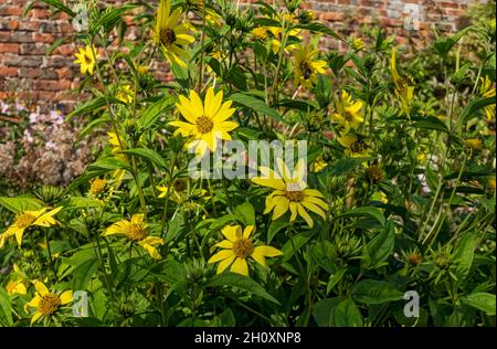 Fiori gialli di helianthus 'limone regina' girasole a fine estate Inghilterra Regno Unito GB Gran Bretagna Foto Stock