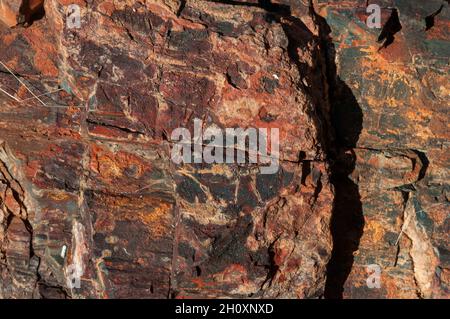 Un primo piano di legno pietrificato. Vicino a Khorixas, Kunene, Namibia. Foto Stock