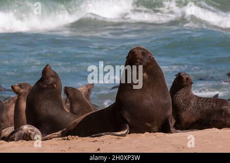 Una colonia di foche di pelliccia di capo si crogiolano sulla spiaggia a Cape Fribe. Capo Fria, Skeleton Coast, Kunene, Namibia. Foto Stock