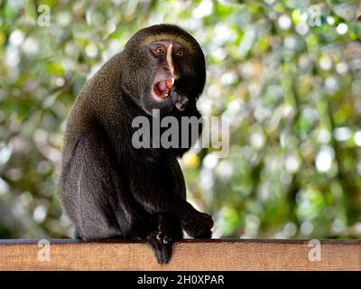 Scimmia di fronte al gufo (Cercopithecus hamlyni) che mangia una frutta Foto Stock