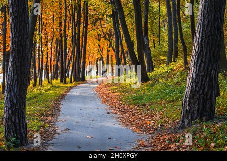 parco centrale della città durante la stagione autunnale Foto Stock