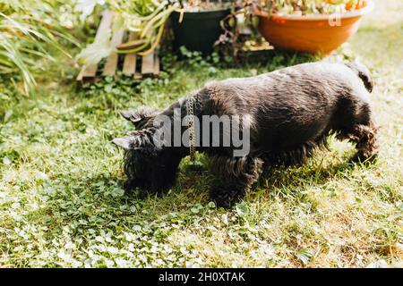 Nero scotch terrer cucciolo sull'erba controlla il movimento di un mole sotterraneo - istinto di caccia Foto Stock