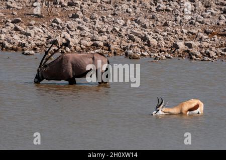 Un springbok, Antidorcas marsupialis, e un gemsbok, Oryx gazella, bere mentre guado in un varco d'acqua. Parco Nazionale di Etosha, Namibia. Foto Stock