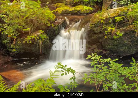 rapide sul fiume selvaggio nella foresta - acqua che scorre sulle rocce Foto Stock