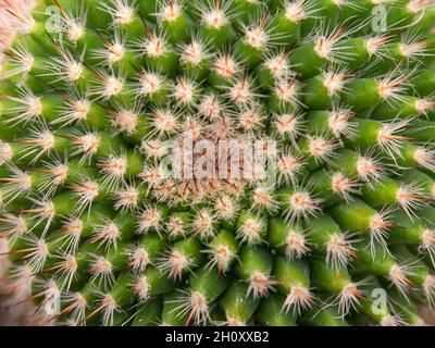 Macro fotografia di un cactus spiny pincushion dall'alto. Catturato in una serra vicino alla città di Villa de Leyva nella Colombia centrale. Foto Stock