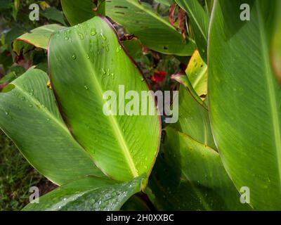 Foto ravvicinata di foglie di scatto indiane ricoperte di gocce di pioggia. Catturato in un giardino vicino alla città di Villa de Leyva nella Colombia centrale. Foto Stock