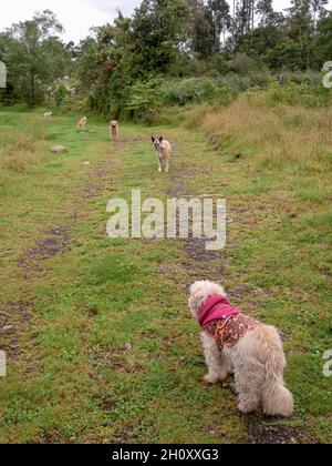 Sei cani grel allinearsi in una strada in una fattoria vicino alla città di Villa de Leyva nella Colombia centrale. Foto Stock