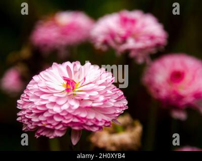 Foto ravvicinata di alcuni fiori rosa delle star della cina, catturati in un giardino vicino alla città di Villa de Leyva nella Colombia centrale. Foto Stock