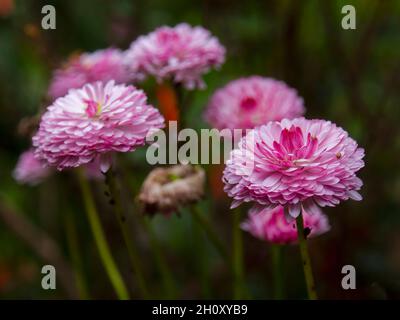 Foto ravvicinata di alcuni fiori rosa delle star della cina, catturati in un giardino vicino alla città di Villa de Leyva nella Colombia centrale. Foto Stock