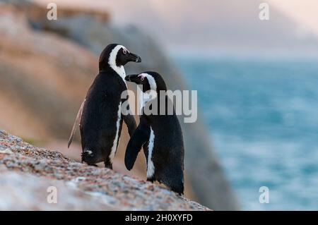 Ritratto di un pinguino di Jackass, Speniscus demersus. Simon's Town Western Cape Sud Africa Foto Stock