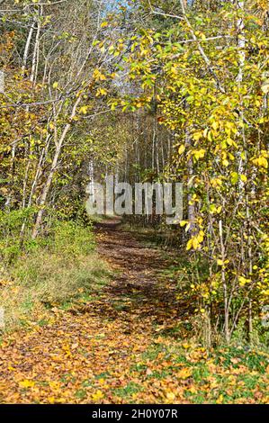 sentiero stretto attraverso la foresta autunno in giallo e arancione Foto Stock