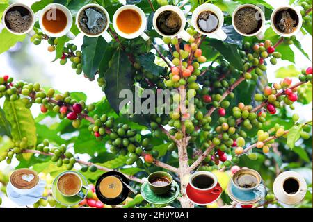 Immagine di una pianta di caffè con molti chicchi di caffè. E ci sono vari tipi di tazze di caffè disposti sulla foto. Migliore per lavori di sfondi. Foto Stock