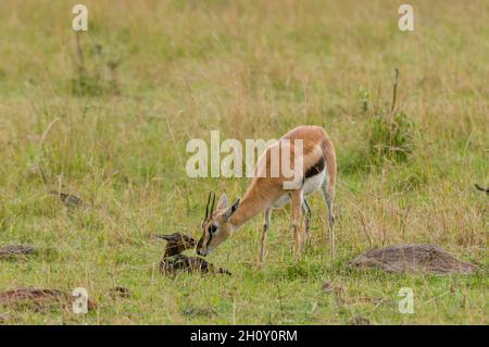 Una gazzella di Thomson con il suo neonato, Gazella thomsoni. Masai Mara National Reserve, Kenya. Foto Stock