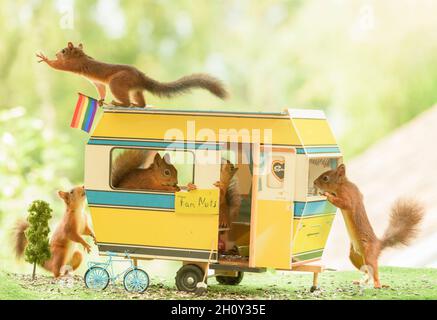 scoiattoli rossi in piedi in una casa auto Foto Stock