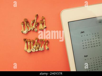 Piano diario di microdosaggio. Funghi psilocibin secchi Maestro d'oro con calendario digitale su sfondo arancione. Funghi Psilocibe Cubensis psichedelici Foto Stock