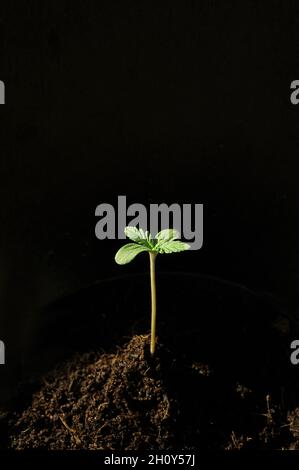La cannabis germogliava da vicino isolato in background. Giovane marijuana fresca. La canapa del bambino con le foglie piccole cresce in terra di cocco, la disposizione piatta. Microfono Foto Stock