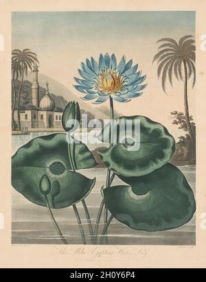 Il Tempio di Flora, o Giardino della natura: Giglio Egizio blu, 1804. Robert John Thornton (britannico, 1768-1837). Acquatinta; Foto Stock
