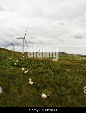 Gregge di pecore che camminano attraverso la collina a Whitelees Windfarm, Eaglesham. Foto Stock