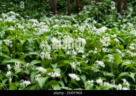 Boschi di aglio selvatico nel Somerset. L'aglio selvatico è anche conosciuto da molti altri nomi come allini, Allium ursinum, ransomes, buckrams e aglio di legno. Foto Stock