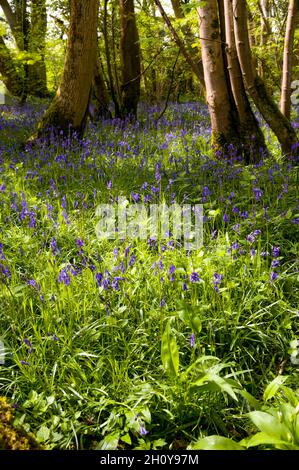 Bluebell Woods illuminato al sole nel Somerset. Il comune bluebell britannico nativo è anche chiamato Hyacinthoides non-scripta Foto Stock