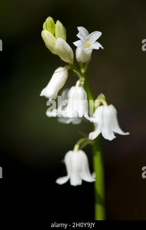 Wild nativo bianco Bluebell isolato con una profondità di fuoco molto poco profonda. Un bluebell bianco nativo di solito si verifica a causa di una mutazione genetica Foto Stock