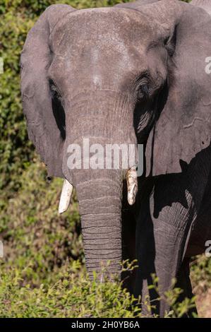 Primo piano ritratto di un elefante africano, Loxodonta Africana. Parco Nazionale di Chobe, Kasane, Botswana. Foto Stock