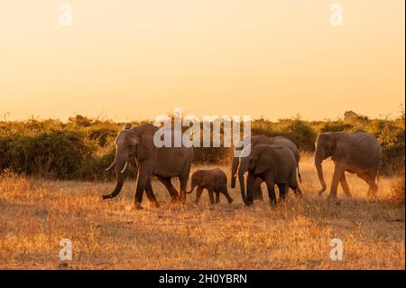 Un gregge di elefanti africani, Loxodonta africana, che cammina nelle praterie. Parco Nazionale di Chobe, Kasane, Botswana. Foto Stock