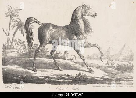 Suite de Chevaux: Cheval Arabe. Carle Vernet (francese, 1758-1836). Litografia; Foto Stock