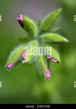 Geranio germogli appena circa per fiorire con i fiori rosa. Immagine macro Foto Stock