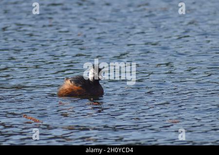 Il simpatico grebe bianco-tufted (Rollandia rolland) in un lago blu Foto Stock