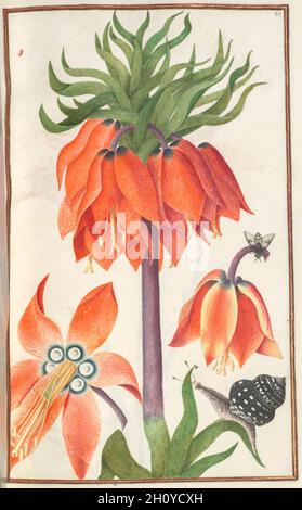 Florilegium: (pagina 19 recto) orange fritillaria imperialis (corona imperiale) , 1608. La Francia del XVII secolo. Manoscritto legato di 48 foglie, 77 disegni e acquerelli, inchiostro, argento e oro su tracce occasionali di una matita su carta pergamena; foglio: 31,1 x 20,2 cm (12 1/4 x 7 15/16 in.). Foto Stock