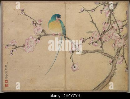 Album da scrivania: Dipinti di fiori e uccelli (uccello con fiori di prugne), 18 ° secolo. Zhang Ruoai (cinese, 1713-1746). Copertina album, inchiostro e colore su carta; immagine: 14.4 x 20.3 cm (5 11/16 x 8 pollici); album, chiuso: 15 x 10.8 x 3 cm (5 7/8 x 4 1/4 x 1 3/16 pollici). Foto Stock