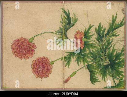 Album da scrivania: Dipinti di fiori e uccelli (Peony), 18 ° secolo. Zhang Ruoai (cinese, 1713-1746). Copertina album, inchiostro e colore su carta; immagine: 14.4 x 20.3 cm (5 11/16 x 8 pollici); album, chiuso: 15 x 10.8 x 3 cm (5 7/8 x 4 1/4 x 1 3/16 pollici). Foto Stock