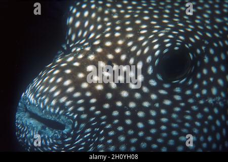 Guineafowl Puffer, Arothron meleagris, immersione notturna; Okoe Bay, North Kohala Coast, Hawaii Island, Hawaii Islands, USA, Oceano Pacifico Foto Stock