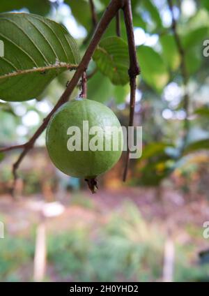 Primo piano di guava rossa fresca che cresce nel cortile. Foto Stock