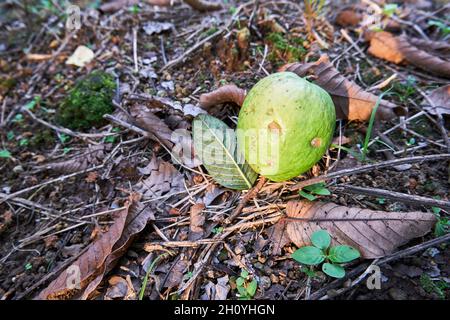 Primo piano di guava rossa fresca che cresce nel cortile. Foto Stock