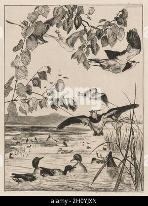 Lapwings e Teals, 1862. Félix Bracquemond (francese, 1833-1914). Incisione su carta disteso; foglio: 46 x 33 cm (18 1/8 x 13 poll.). Foto Stock