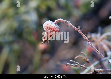 Gelo su bacche di rosato. Le bacche di rosa rosse glassate sono state fotografate in Finlandia durante una giornata fredda e gelida. Primo piano immagine a colori. Foto Stock