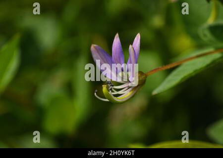 Primo piano foto di cleome viola (Cleome rutidosperma). Foto Stock