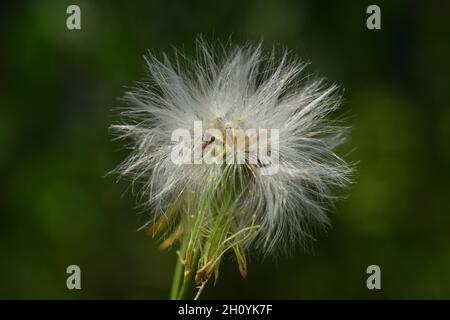 Primo piano foto di siam erbaccia fiore (Chromolaena odorata). Foto Stock