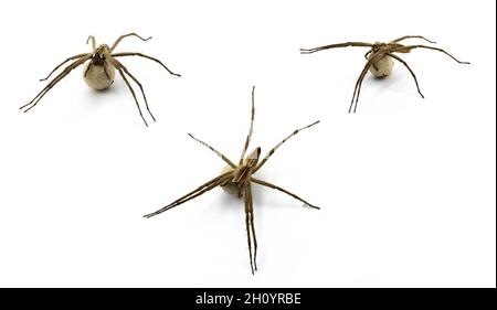 Lycosa tarantula, ragno lupo con un uovo di seta, la Fauna iberica, il più grande ragno d'Europa Foto Stock