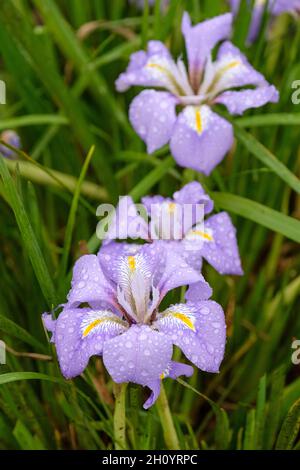 Iris unguicularis, iride algerina. Fiori di lilla pallido o viola con una fascia centrale di giallo sulle cascate nel tardo inverno. Sinonimo iris stylosa Foto Stock